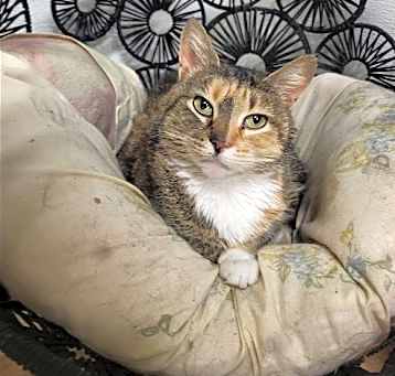 Photo of Pepper