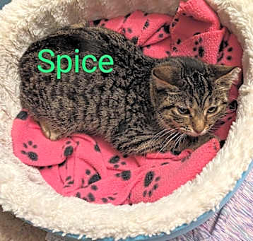 Photo of Spice
