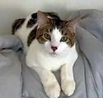 Photo of Leo
