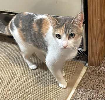 Photo of Pumpkin