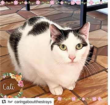 Photo of Cali