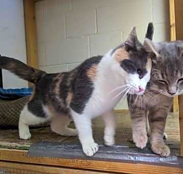 Photo of Callie and Fizz