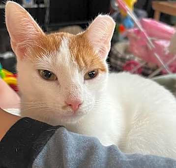 Photo of Caramel