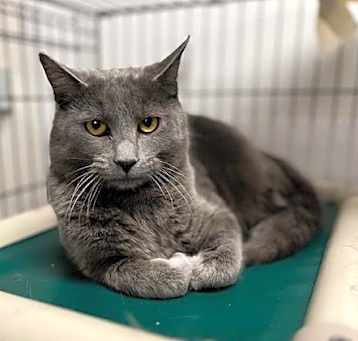 Photo of Apollo