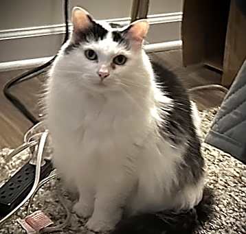 Photo of Sweetie - KB