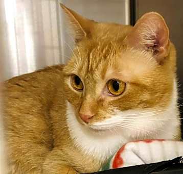 Photo of Mango ET