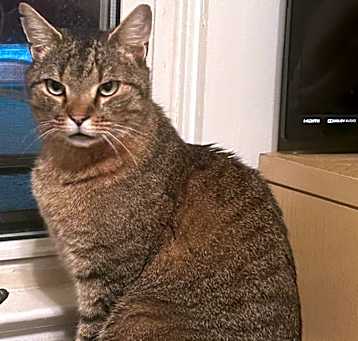 Photo of Big Boy LW