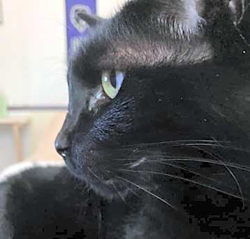 Photo of Lucky - LH