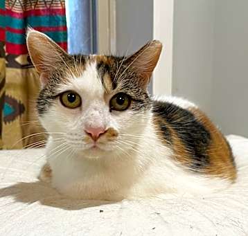 Photo of Bonnie the Beauty