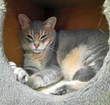 Photo of Aster