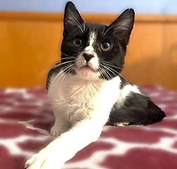 Photo of Scarlett