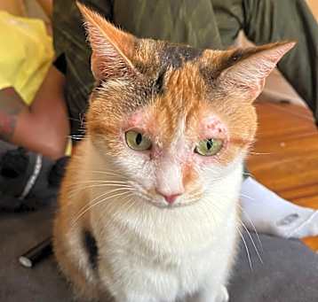 Photo of Sweet Potato
