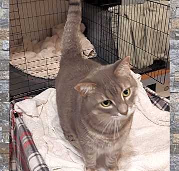 Photo of Meowlica
