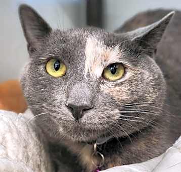 Photo of Willow