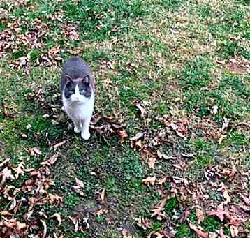 Photo of Cat