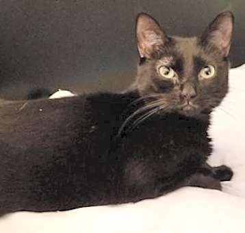 Photo of Amber - Petsmart Foster Home