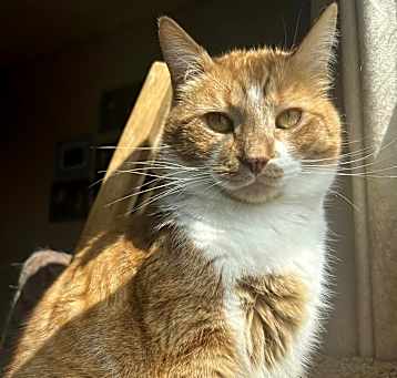 Photo of Felix