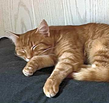 Photo of Dunkin