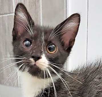 Photo of Asher