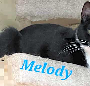 Photo of Melody