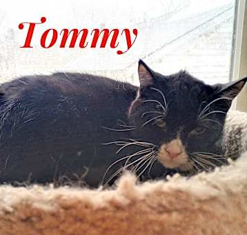 Photo of Tommy