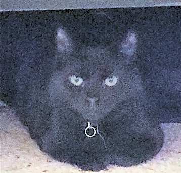 Photo of Morticia