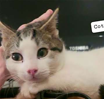 Photo of Cotton