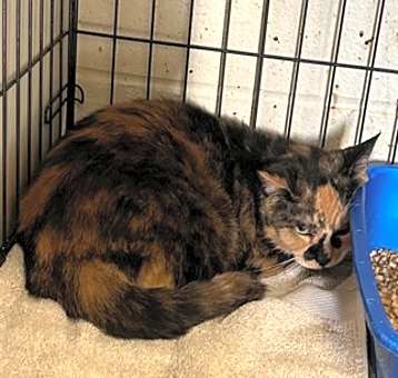 Photo of Cleopatra