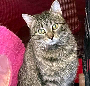 Photo of Jazz