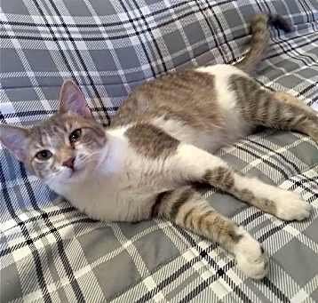Photo of Tinsel