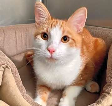 Photo of Sheldon