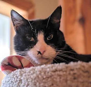 Photo of Buck (FIV+)