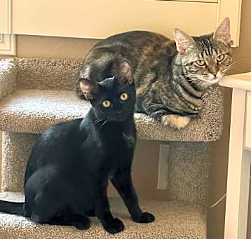 Photo of Olivia and  Chaitali