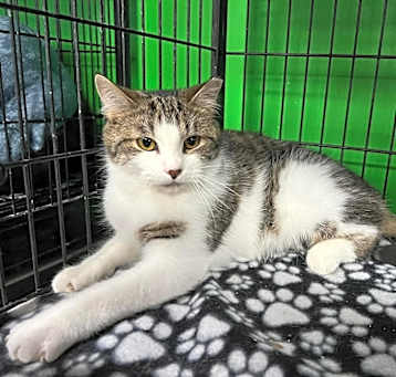 Photo of Blitzen
