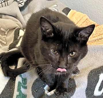 Photo of Elvira (FeLV +)