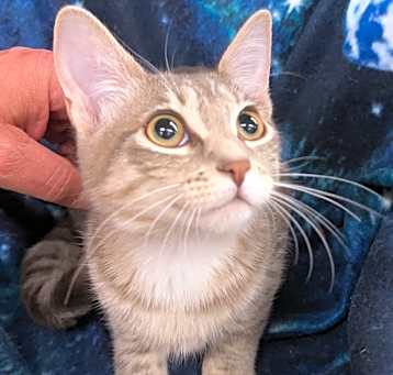 Photo of Mystique