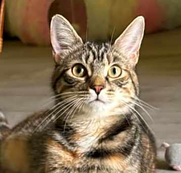 Photo of Frostine