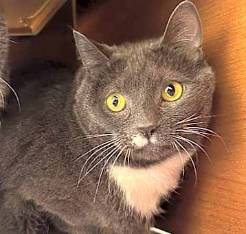 Photo of Stache