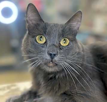 Photo of Taz