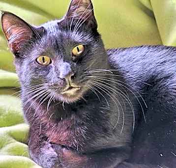 Photo of Gino