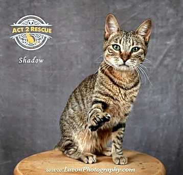 Photo of Shadow