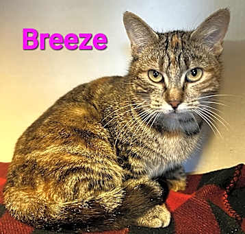 Photo of Breeze