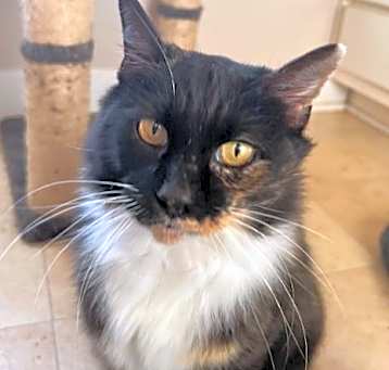Photo of Tippy