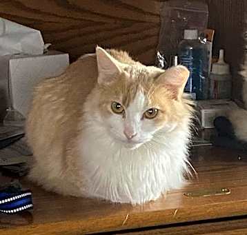 Photo of Skye