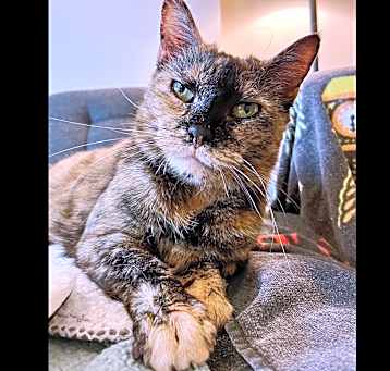 Photo of Sparkles