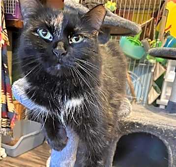Photo of Charm