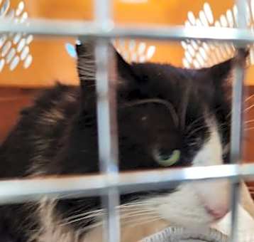Photo of Stray