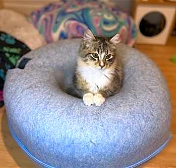 Photo of BENJI