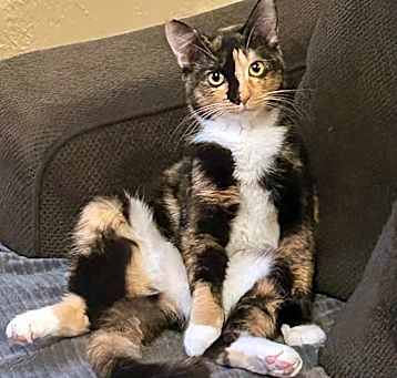 Photo of Peaches