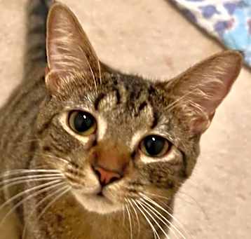 Photo of Dara (Special Adoption Fee)